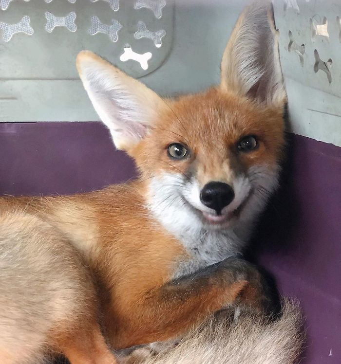 And The Winner In The Nomination The Most Amazing Smile Becomes Goldy