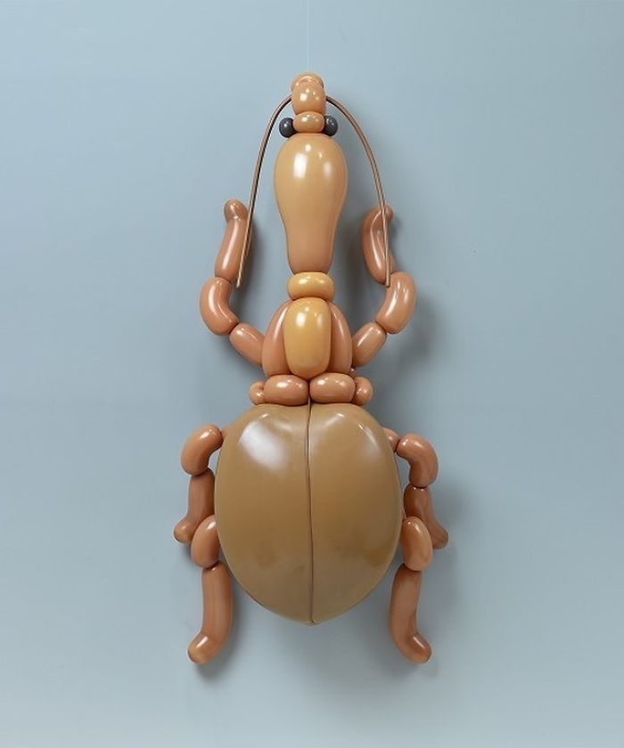 Attelabidae
