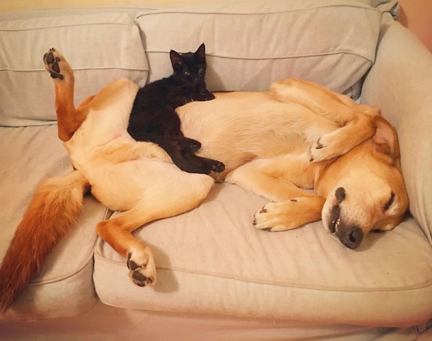 Shelter Owner For Abandoned Kittens Has A Lovely Dog As A Helper And Couldn't Have A Better One