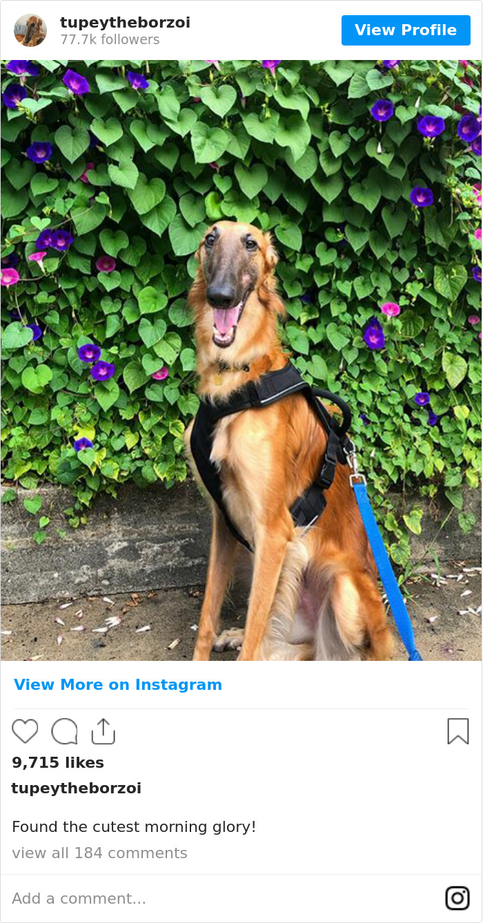 Found The Cutest Morning Glory! 🌸