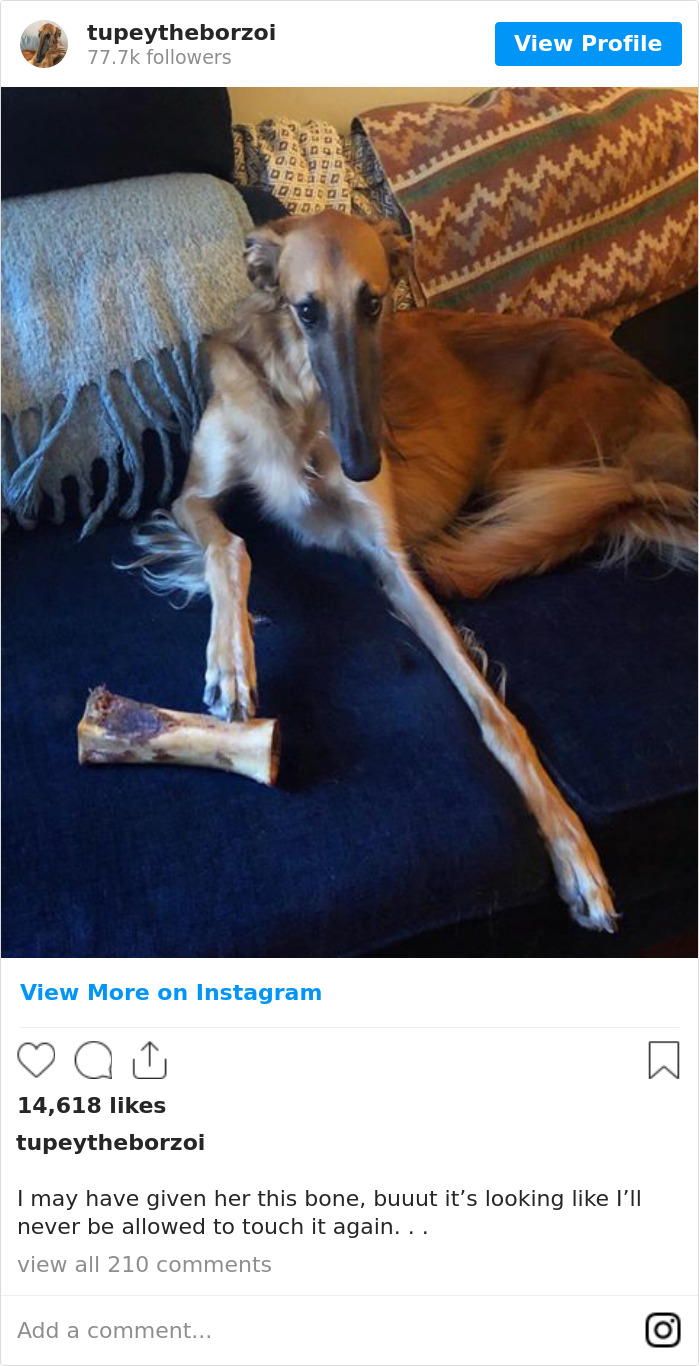 I May Have Given Her This Bone, Buuut It’s Looking Like I’ll Never Be Allowed To Touch It Again. . .