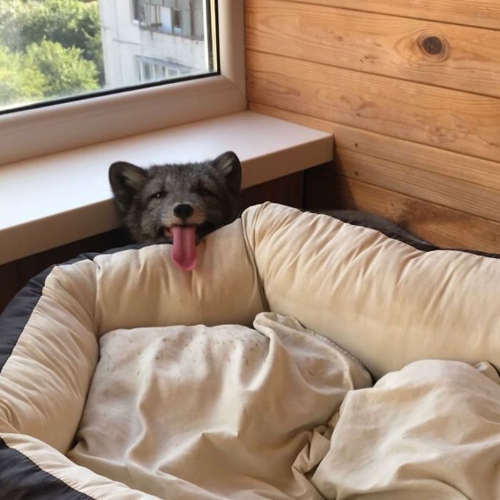 Why Would You Need A Dog?