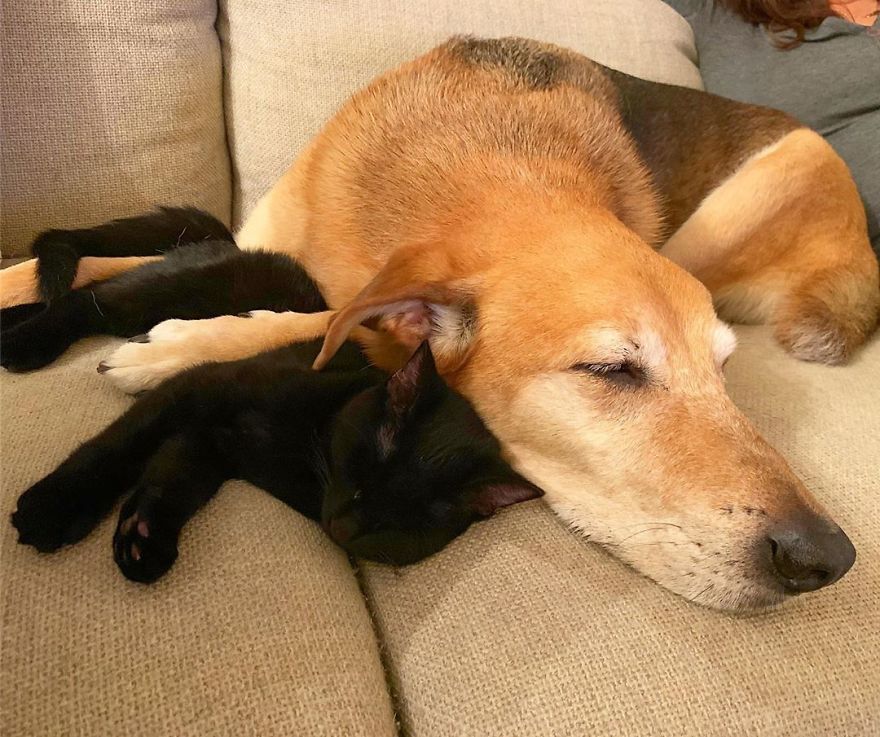 Shelter Owner For Abandoned Kittens Has A Lovely Dog As A Helper And Couldn't Have A Better One