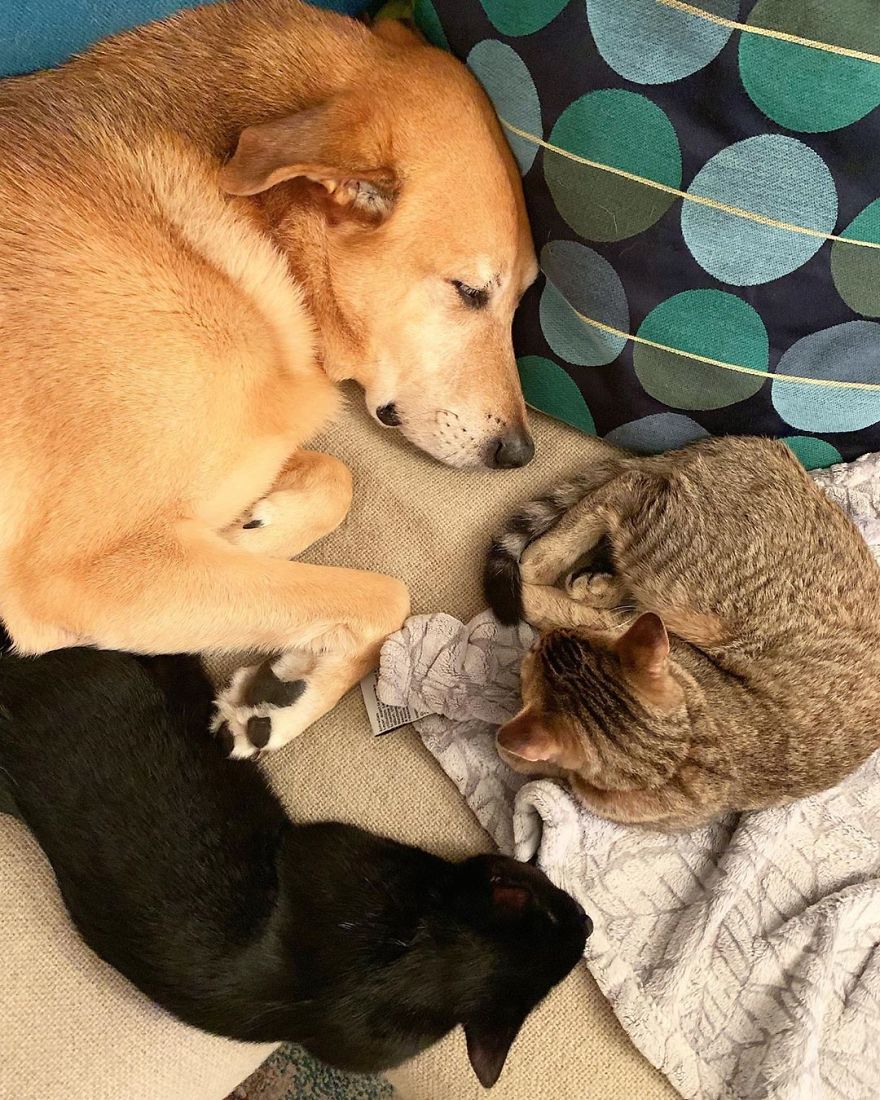 Shelter Owner For Abandoned Kittens Has A Lovely Dog As A Helper And Couldn't Have A Better One
