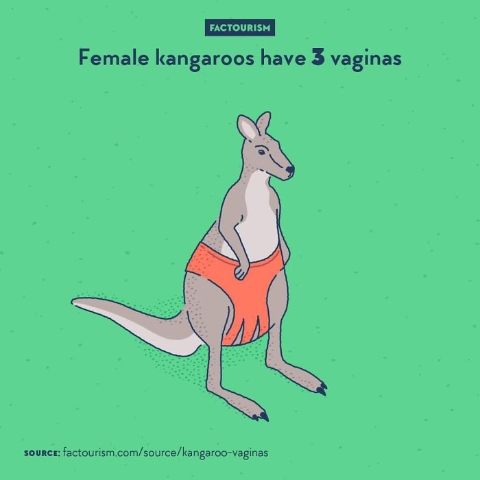 Illustrated-Facts-Factourism