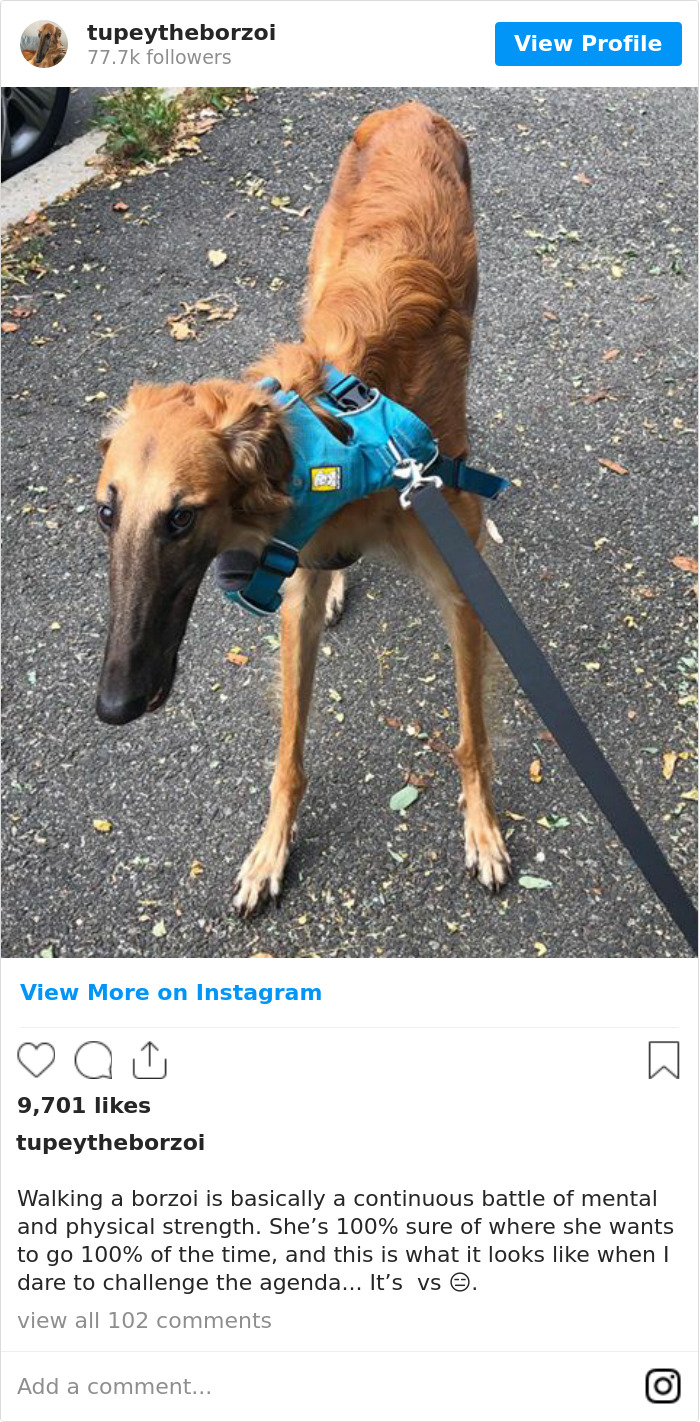Walking A Borzoi Is Basically A Continuous Battle Of Mental And Physical Strength. She’s 100% Sure Of Where She Wants To Go 100% Of The Time, And This Is What It Looks Like When I Dare To Challenge The Agenda... It’s 😤 vs. 😑.