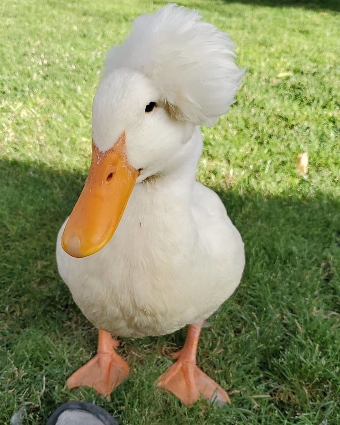Crested Duck