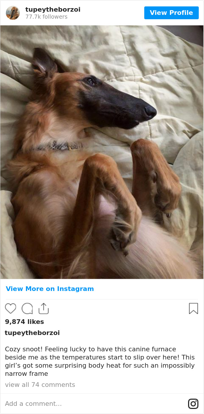 Cozy Snoot! Feeling Lucky To Have This Canine Furnace Beside Me As The Temperatures Start To Slip Over Here! This Girl’s Got Some Surprising Body Heat For Such An Impossibly Narrow Frame 🔥