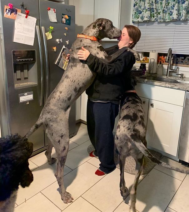 Alice (Standing With Mom) Has Reached 123 Lbs, Queenie Has Reached 110. Also Waaaayyyy Taller Than Mom Now. And They Are Only 11-Months-Old