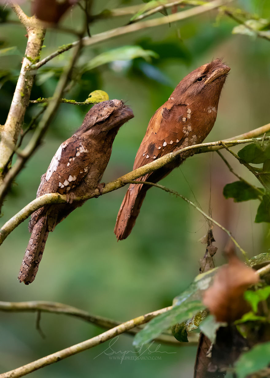 Sri Lanka Frogmouth