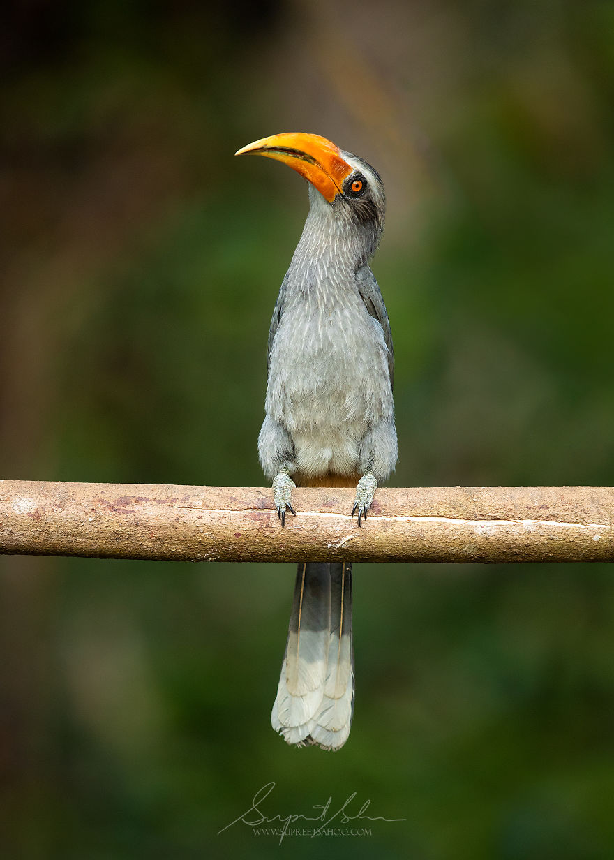 Malabar Grey Hornbill