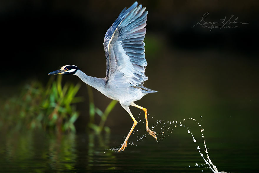 Yellow-Crowned Night Heron