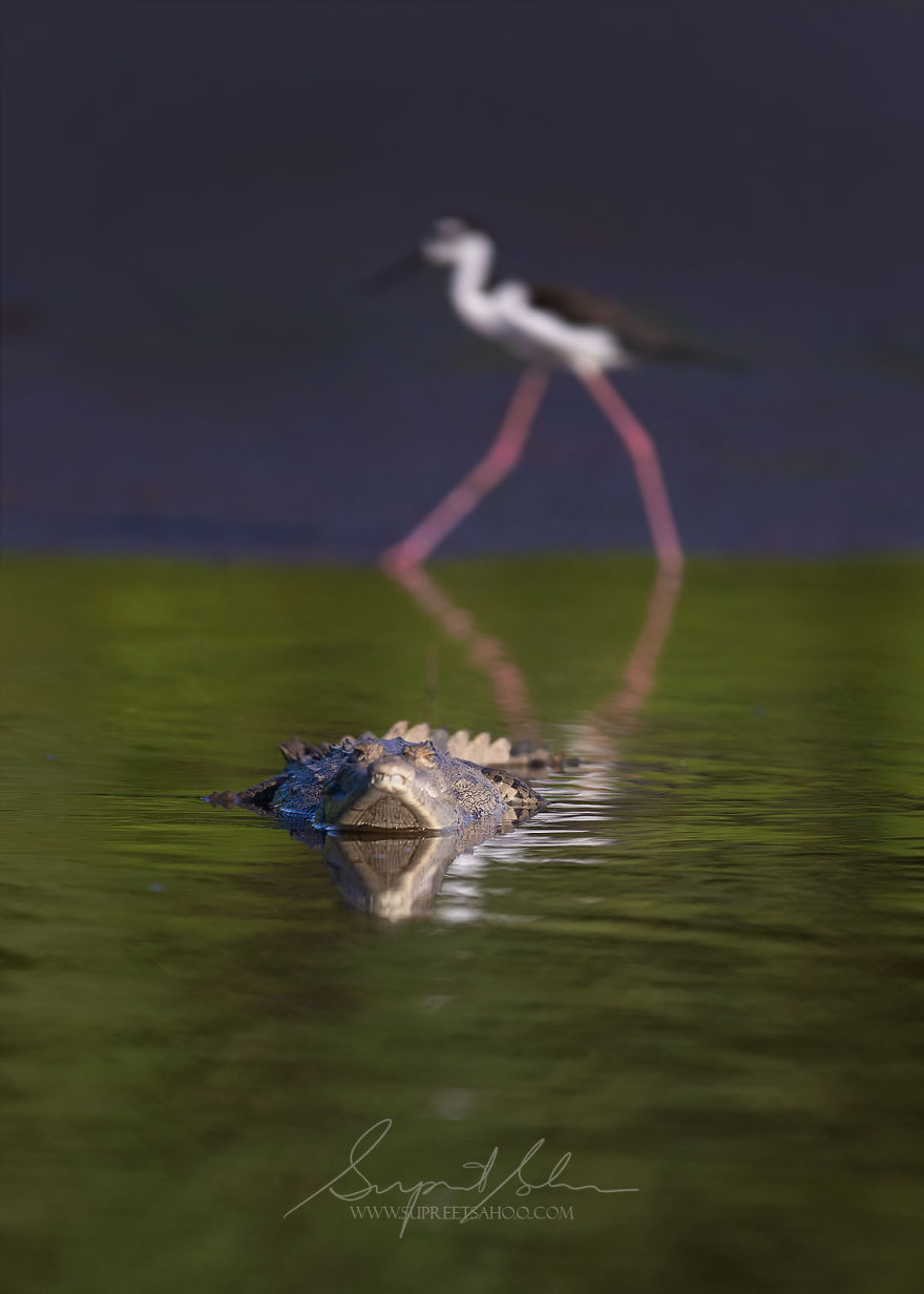 Black-Necked Stilt With An American Crocodile