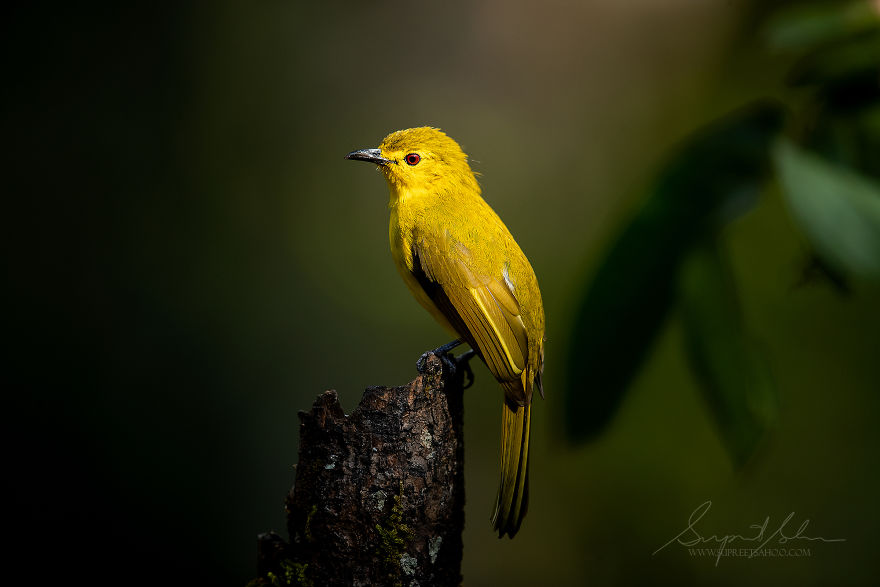 Yellow Bulbul