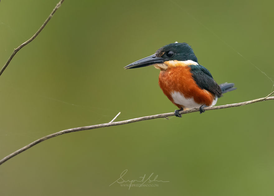 American Pygmy Kingfisher