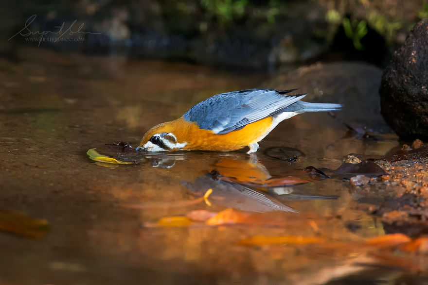 Orange-Headed Thrush