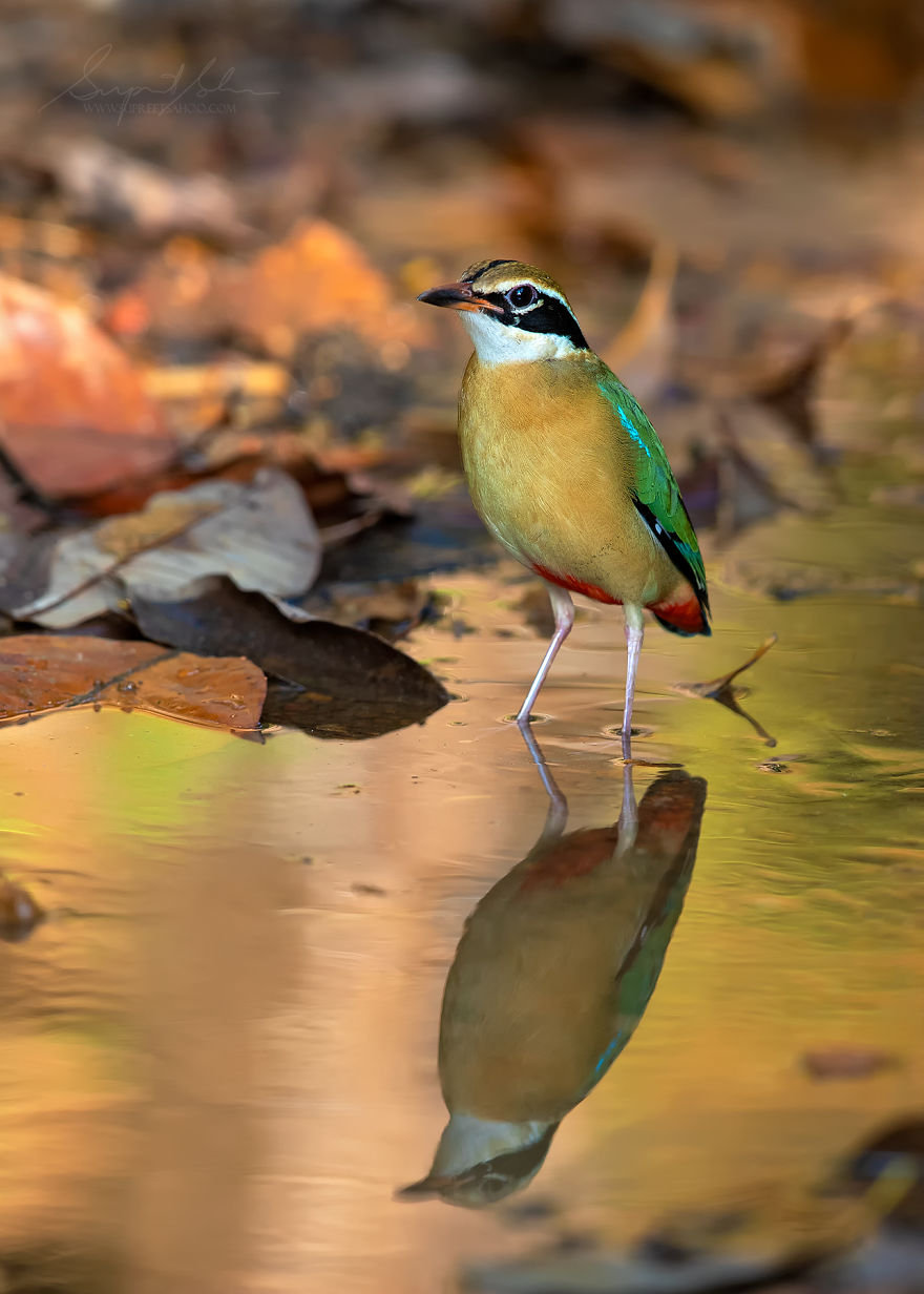 Indian Pitta