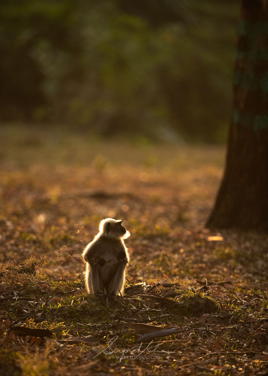 Gray Langur
