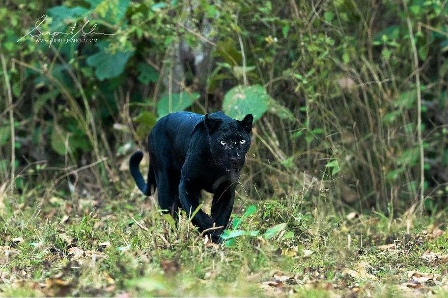 Melanistic Leopard