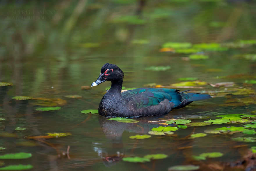 Muscovy Duck