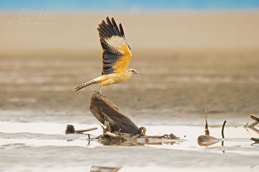 Yellow-Headed Caracara