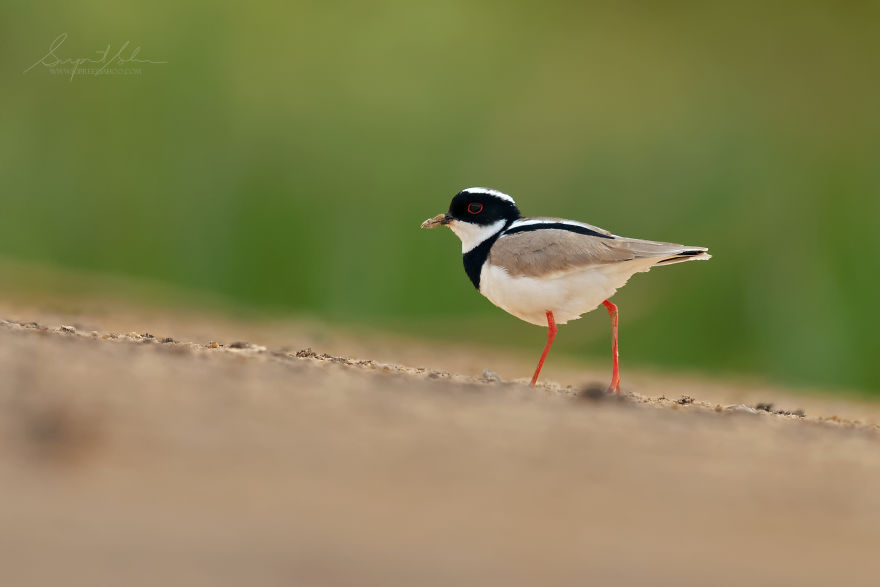 Pied Plover