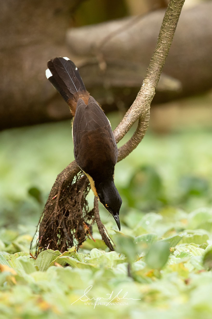 Black-Capped Donacobius