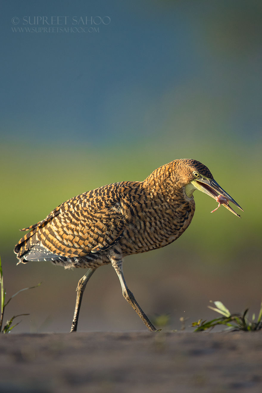 Bare-Throated Tiger Heron