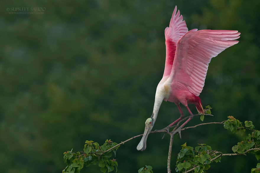 Roseate Spoonbill