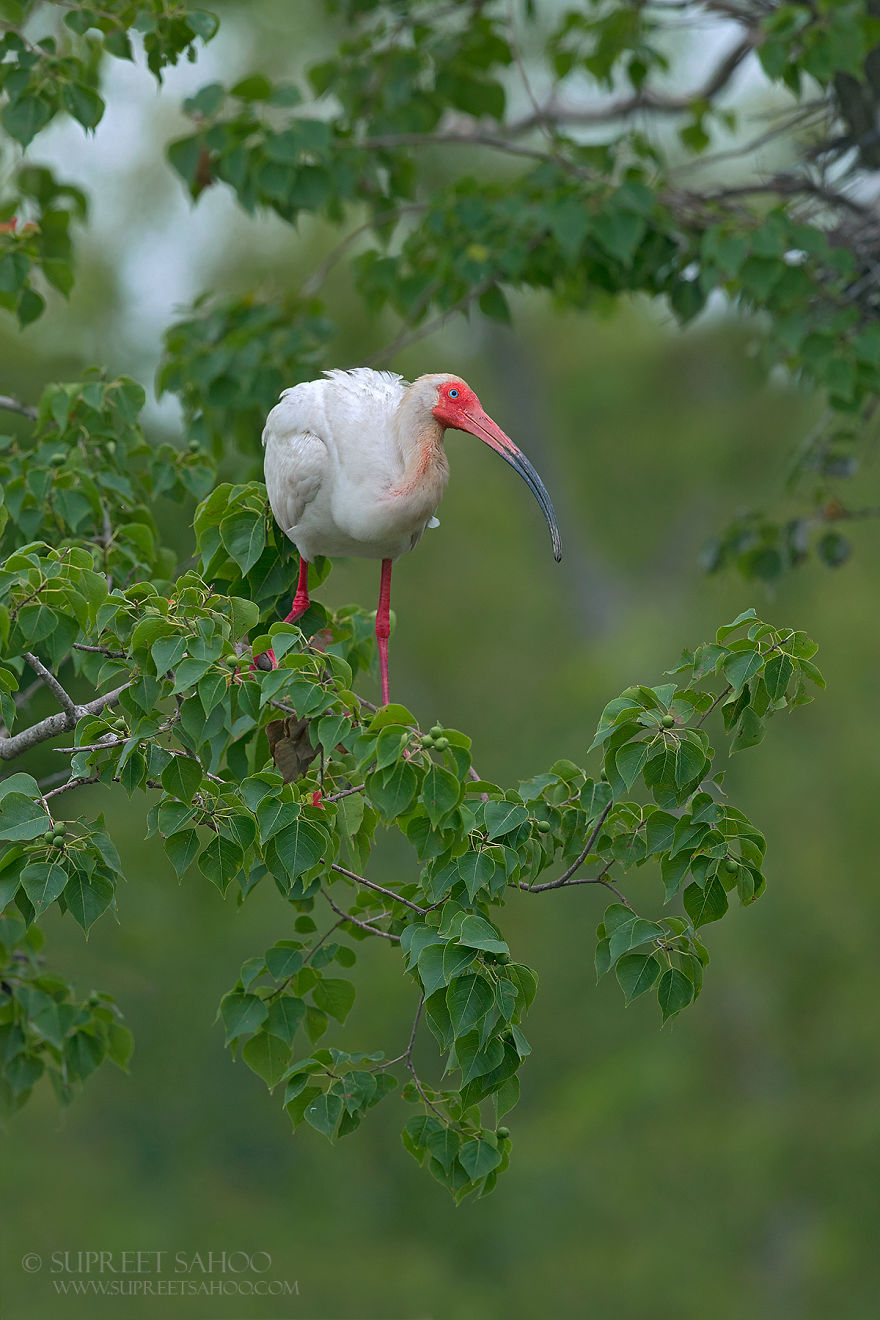 American White Ibis