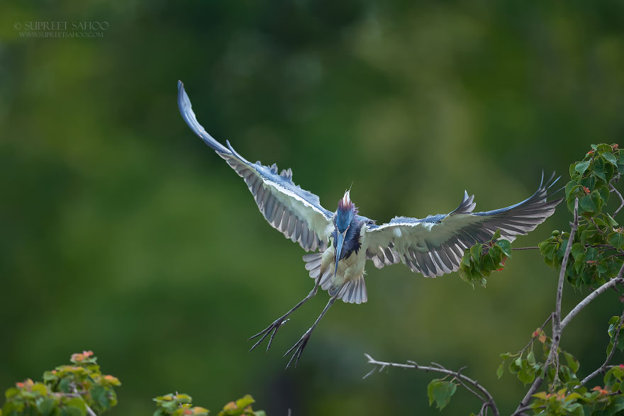 Tricolored Heron