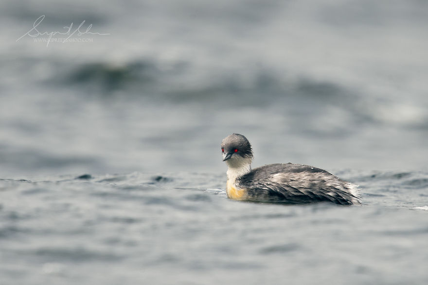 Silvery Grebe