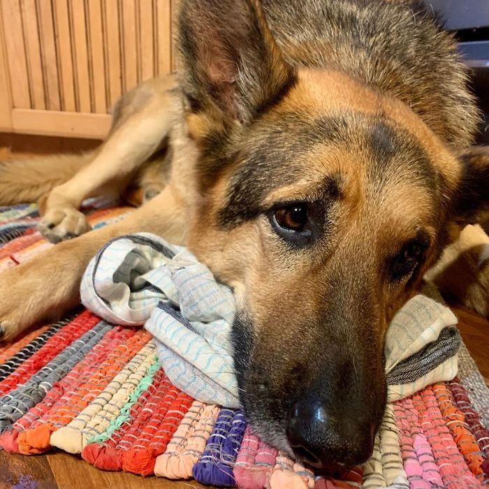 Kind-Hearted Dog Surprises Owner By Comforting The Orphaned Fawns She Rescues