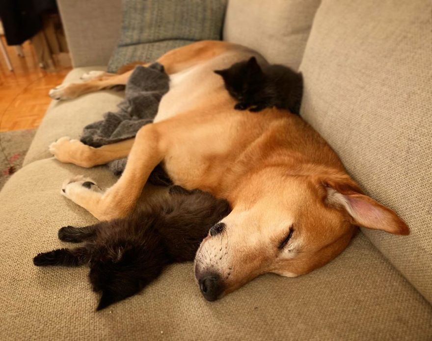 Shelter Owner For Abandoned Kittens Has A Lovely Dog As A Helper And Couldn't Have A Better One