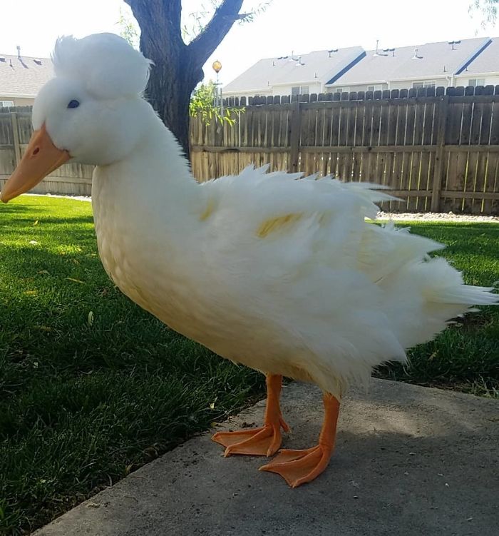 Crested Duck