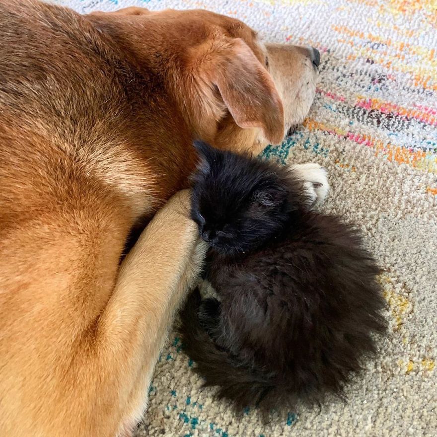 Shelter Owner For Abandoned Kittens Has A Lovely Dog As A Helper And Couldn't Have A Better One