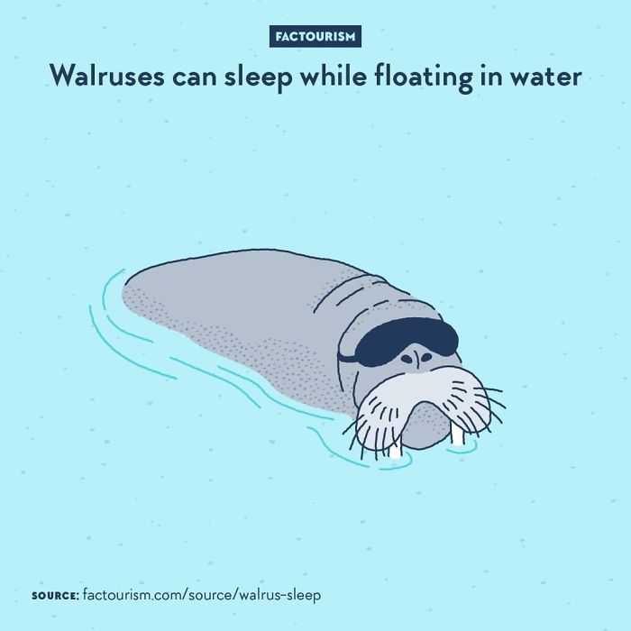 Illustrated-Facts-Factourism