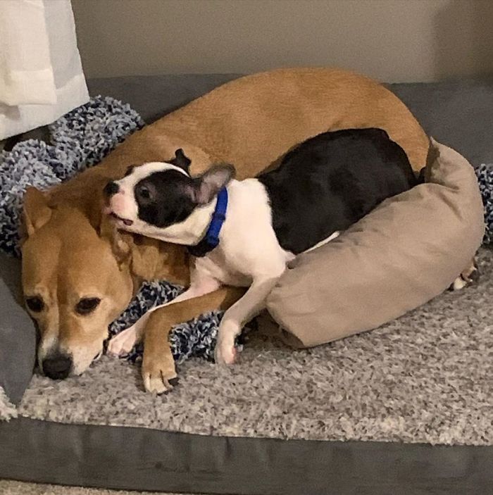 Even After Almost 5 Weeks With My New Family, I’m Still Trying To Win Over My Big Brother. It’s Going Slooow. On The Plus Side, His Ears Are Yummy