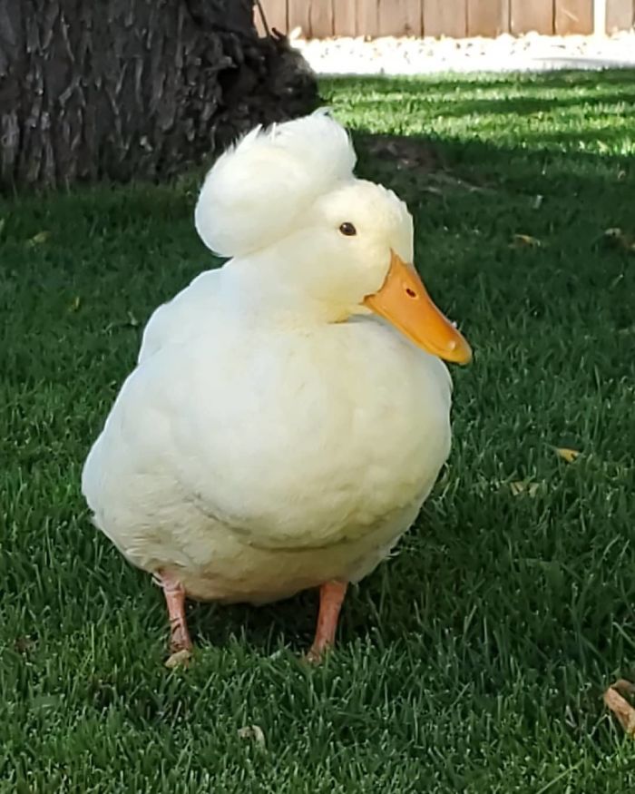 Crested Duck