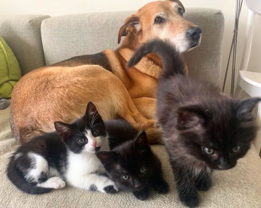 Shelter Owner For Abandoned Kittens Has A Lovely Dog As A Helper And Couldn't Have A Better One