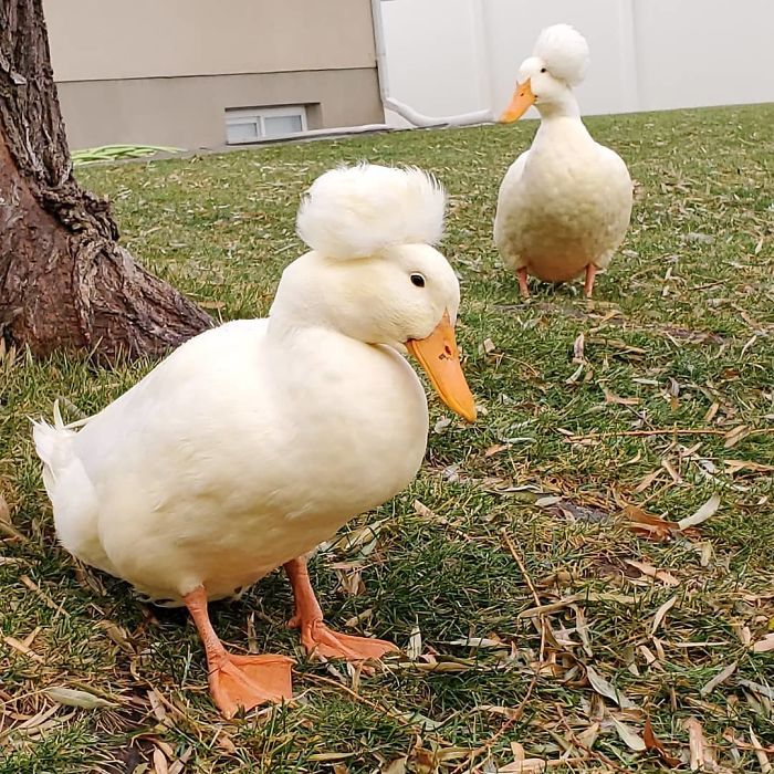 Crested Duck