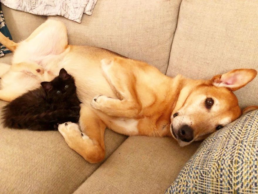 Shelter Owner For Abandoned Kittens Has A Lovely Dog As A Helper And Couldn't Have A Better One