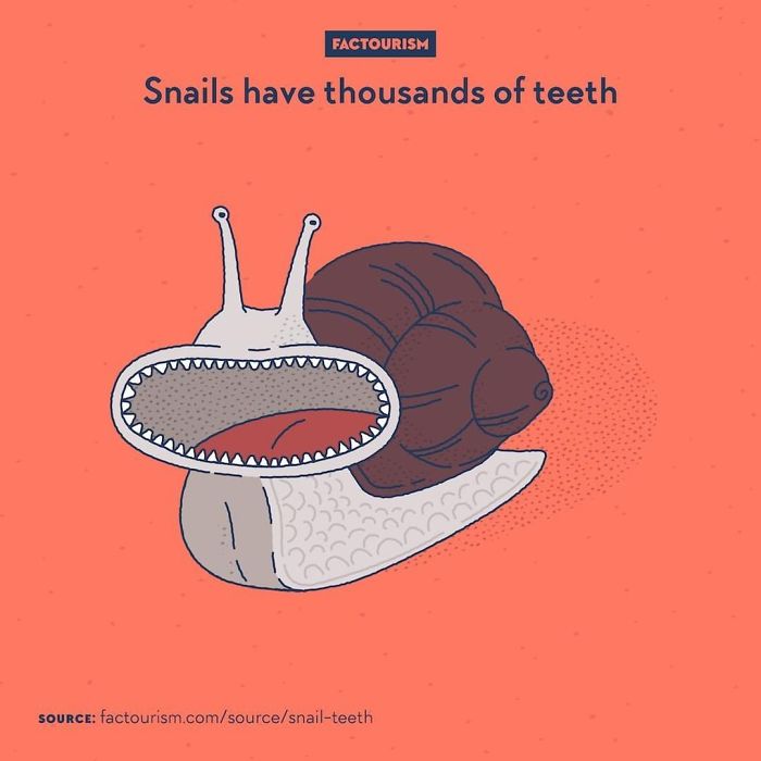 Illustrated-Facts-Factourism