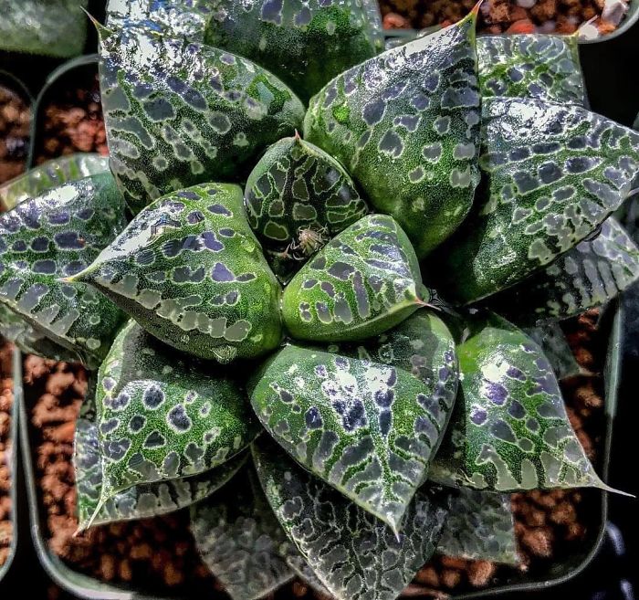 Haworthia