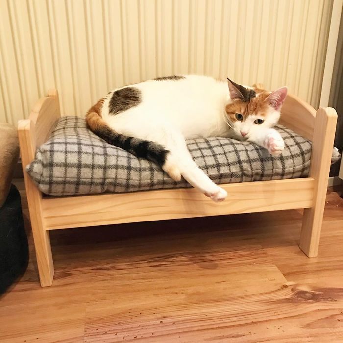 Cat Bed