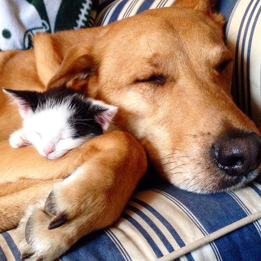Shelter Owner For Abandoned Kittens Has A Lovely Dog As A Helper And Couldn't Have A Better One