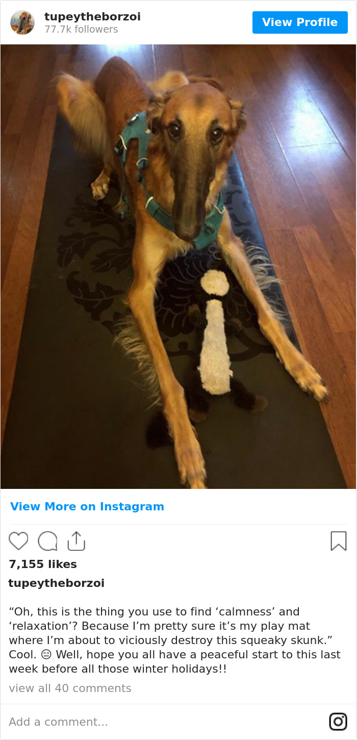 “Oh, This Is The Thing You Use To Find ‘Calmness’ And ‘Relaxation’? Because I’m Pretty Sure It’s My Play Mat Where I’m About To Viciously Destroy This Squeaky Skunk.” Cool. 😑 Well, Hope You All Have A Peaceful Start To This Last Week Before All Those Winter Holidays!!