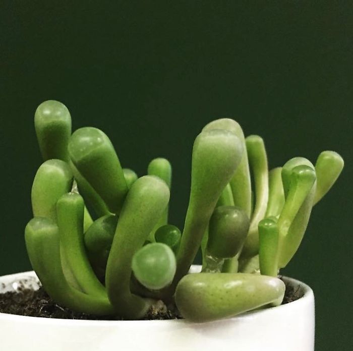 Unusual Succulent