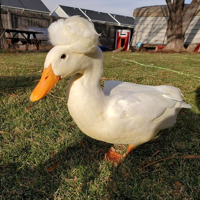 Crested Duck