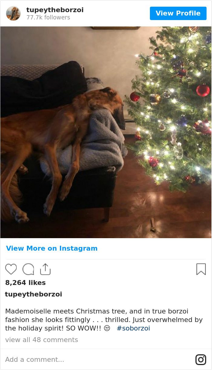 Mademoiselle Meets Christmas Tree, And In True Borzoi Fashion She Looks Fittingly . . . Thrilled. Just Overwhelmed By The Holiday Spirit! So Wow!! 😒🎄 #soborzoi